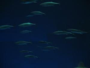 <img300*0:stuff/z/1675/EPRM%2520Aeo%2520Underwater%2521/IMG_0238.JPG>