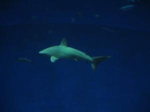 <img300*0:stuff/z/1675/EPRM%2520Aeo%2520Underwater%2521/IMG_0239.JPG>