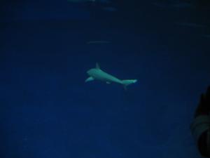 <img300*0:stuff/z/1675/EPRM%2520Aeo%2520Underwater%2521/IMG_0240.JPG>