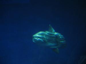 <img300*0:stuff/z/1675/EPRM%2520Aeo%2520Underwater%2521/IMG_0241.JPG>