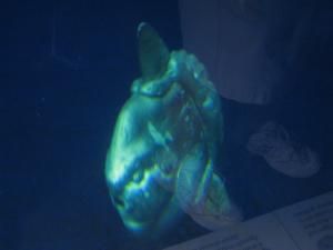 <img300*0:stuff/z/1675/EPRM%2520Aeo%2520Underwater%2521/IMG_0242.JPG>