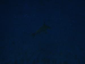 <img300*0:stuff/z/1675/EPRM%2520Aeo%2520Underwater%2521/IMG_0243.JPG>
