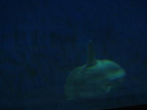 <img300*0:stuff/z/1675/EPRM%2520Aeo%2520Underwater%2521/IMG_0244.JPG>