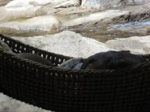 <img300*0:stuff/z/1675/EPRM%2520Aeo%2520Underwater%2521/IMG_0245.JPG>