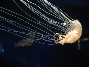 <img300*0:stuff/z/1675/EPRM%2520Aeo%2520Underwater%2521/IMG_0254.JPG>