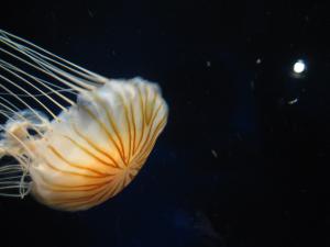 <img300*0:stuff/z/1675/EPRM%2520Aeo%2520Underwater%2521/IMG_0255.JPG>