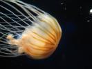 <img0*100:http://elftown.heddate.com/stuff/z/1675/EPRM%2520Aeo%2520Underwater%2521/IMG_0256.JPG>