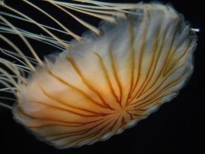 <img300*0:stuff/z/1675/EPRM%2520Aeo%2520Underwater%2521/IMG_0257.JPG>