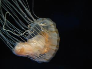 <img300*0:stuff/z/1675/EPRM%2520Aeo%2520Underwater%2521/IMG_0258.JPG>
