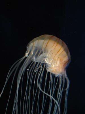 <img300*0:stuff/z/1675/EPRM%2520Aeo%2520Underwater%2521/IMG_0259.JPG>