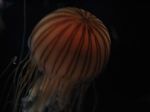 <img300*0:stuff/z/1675/EPRM%2520Aeo%2520Underwater%2521/IMG_0260.JPG>