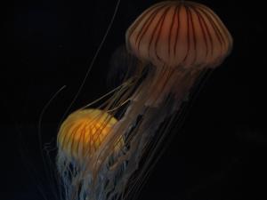 <img300*0:stuff/z/1675/EPRM%2520Aeo%2520Underwater%2521/IMG_0261.JPG>