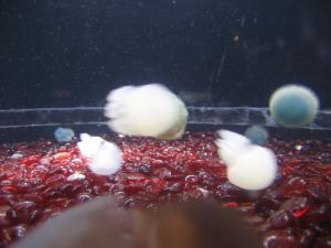 <img300*0:stuff/z/1675/EPRM%2520Aeo%2520Underwater%2521/IMG_0262.JPG>