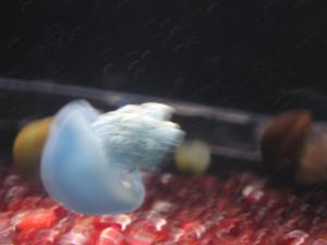 <img300*0:stuff/z/1675/EPRM%2520Aeo%2520Underwater%2521/IMG_0264.JPG>