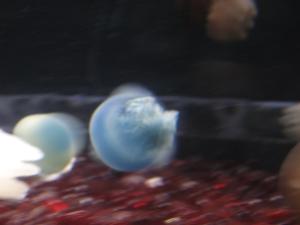 <img300*0:stuff/z/1675/EPRM%2520Aeo%2520Underwater%2521/IMG_0266.JPG>