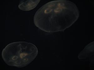 <img300*0:stuff/z/1675/EPRM%2520Aeo%2520Underwater%2521/IMG_0268.JPG>
