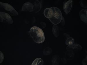 <img300*0:stuff/z/1675/EPRM%2520Aeo%2520Underwater%2521/IMG_0269.JPG>