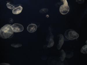 <img300*0:stuff/z/1675/EPRM%2520Aeo%2520Underwater%2521/IMG_0270.JPG>