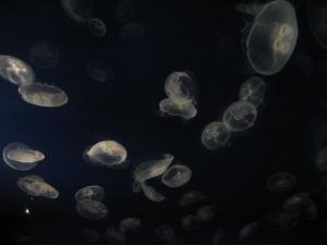 <img300*0:stuff/z/1675/EPRM%2520Aeo%2520Underwater%2521/IMG_0271.JPG>
