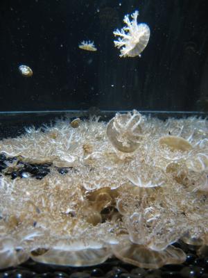 <img300*0:stuff/z/1675/EPRM%2520Aeo%2520Underwater%2521/IMG_0272.JPG>