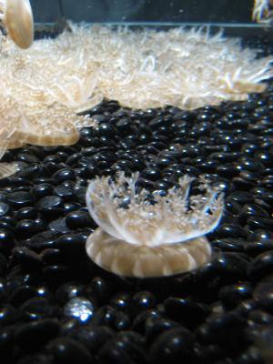 <img300*0:stuff/z/1675/EPRM%2520Aeo%2520Underwater%2521/IMG_0274.JPG>