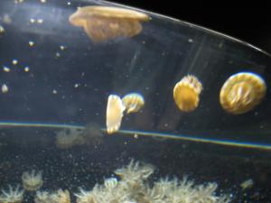 <img300*0:stuff/z/1675/EPRM%2520Aeo%2520Underwater%2521/IMG_0276.JPG>