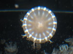 <img300*0:stuff/z/1675/EPRM%2520Aeo%2520Underwater%2521/IMG_0277.JPG>