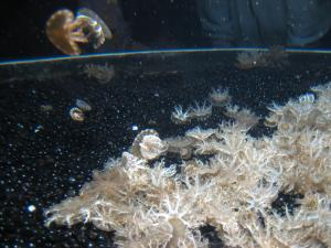 <img300*0:stuff/z/1675/EPRM%2520Aeo%2520Underwater%2521/IMG_0278.JPG>