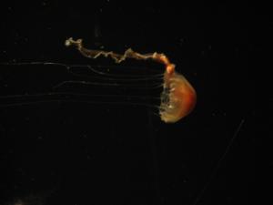 <img300*0:stuff/z/1675/EPRM%2520Aeo%2520Underwater%2521/IMG_0279.JPG>