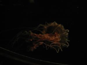 <img300*0:stuff/z/1675/EPRM%2520Aeo%2520Underwater%2521/IMG_0280.JPG>