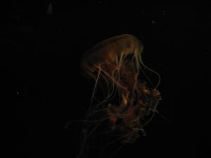 <img300*0:stuff/z/1675/EPRM%2520Aeo%2520Underwater%2521/IMG_0281.JPG>