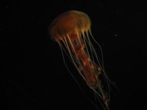 <img300*0:stuff/z/1675/EPRM%2520Aeo%2520Underwater%2521/IMG_0282.JPG>