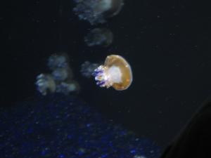 <img300*0:stuff/z/1675/EPRM%2520Aeo%2520Underwater%2521/IMG_0283.JPG>