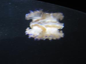 <img300*0:stuff/z/1675/EPRM%2520Aeo%2520Underwater%2521/IMG_0284.JPG>