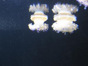 <img300*0:stuff/z/1675/EPRM%2520Aeo%2520Underwater%2521/IMG_0285.JPG>
