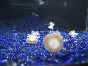 <img300*0:stuff/z/1675/EPRM%2520Aeo%2520Underwater%2521/IMG_0286.JPG>
