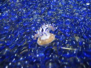 <img300*0:stuff/z/1675/EPRM%2520Aeo%2520Underwater%2521/IMG_0287.JPG>