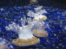 <img0*100:http://elftown.heddate.com/stuff/z/1675/EPRM%2520Aeo%2520Underwater%2521/IMG_0288.JPG>