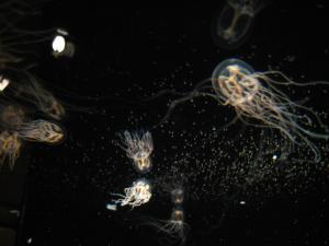 <img300*0:stuff/z/1675/EPRM%2520Aeo%2520Underwater%2521/IMG_0289.JPG>