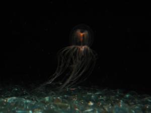 <img300*0:stuff/z/1675/EPRM%2520Aeo%2520Underwater%2521/IMG_0290.JPG>