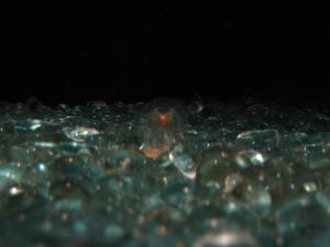 <img300*0:stuff/z/1675/EPRM%2520Aeo%2520Underwater%2521/IMG_0291.JPG>