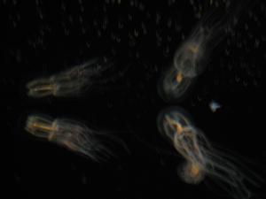 <img300*0:stuff/z/1675/EPRM%2520Aeo%2520Underwater%2521/IMG_0292.JPG>