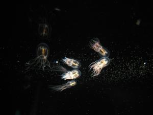 <img300*0:stuff/z/1675/EPRM%2520Aeo%2520Underwater%2521/IMG_0293.JPG>