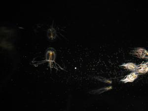 <img300*0:stuff/z/1675/EPRM%2520Aeo%2520Underwater%2521/IMG_0294.JPG>