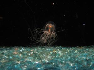 <img300*0:stuff/z/1675/EPRM%2520Aeo%2520Underwater%2521/IMG_0295.JPG>