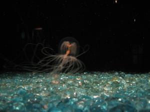 <img300*0:stuff/z/1675/EPRM%2520Aeo%2520Underwater%2521/IMG_0296.JPG>