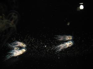 <img300*0:stuff/z/1675/EPRM%2520Aeo%2520Underwater%2521/IMG_0297.JPG>
