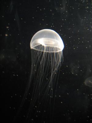 <img300*0:stuff/z/1675/EPRM%2520Aeo%2520Underwater%2521/IMG_0298.JPG>