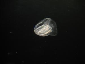 <img300*0:stuff/z/1675/EPRM%2520Aeo%2520Underwater%2521/IMG_0299.JPG>