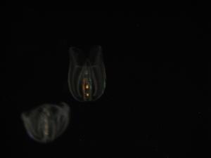 <img300*0:stuff/z/1675/EPRM%2520Aeo%2520Underwater%2521/IMG_0300.JPG>